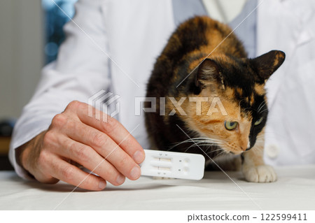 Veterinarian holding cat and rapid test indoor. Vet diagnostic concept Veterinarian holding cat and rapid test indoor. Vet diagnostic concept 122599411