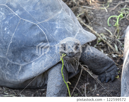 Aldabra giant tortoise. Wonderful islands of Seychelles 122599572