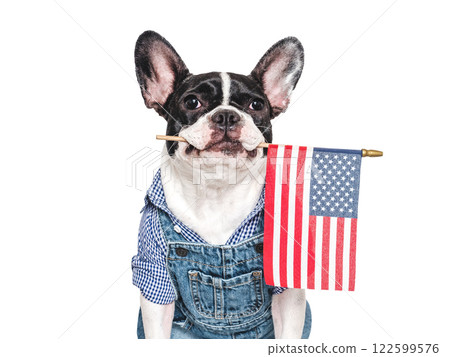 Cute puppy and American Flag. Studio shot 122599576