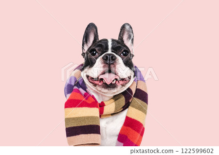Cute puppy and knitted winter scarf. Studio shot 122599602