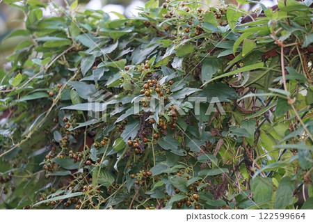 Honeysuckle Fruit - November 2024 122599664