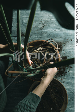 man replanting a monstera plant man replanting a monstera plant 122599743