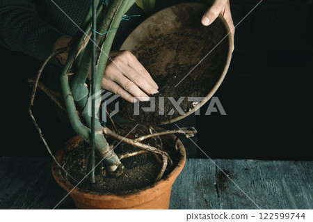 fills with earth a flowerpot to replant a monstera fills with earth a flowerpot to replant a monstera 122599744