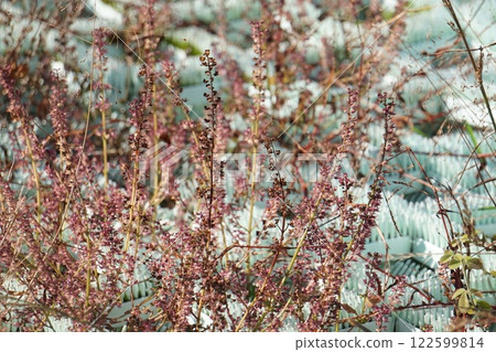 Holy basil after blooming, November 2024 122599814