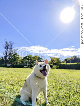 盛夏的陽光與柴犬 122599833