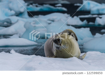 Crabeater Seal resting on a sheet of ice 122599850