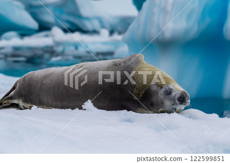 Crabeater Seal resting on a sheet of ice 122599851