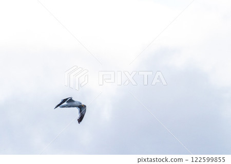 Close-up of a flying kelp gull 122599855