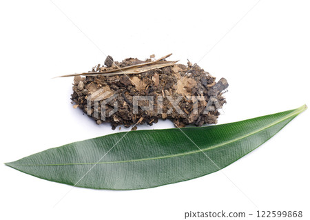 Green leaf and House of Caterpillar Oleander Hawk moth or Daphnis nerii Butterfly Green leaf and House of Caterpillar Oleander Hawk moth or Daphnis nerii Butterfly 122599868