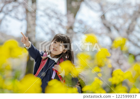 A first grade elementary school student walking through a park filled with rape blossoms and cherry blossoms A first grade elementary school student walking through a park filled with rape blossoms and cherry blossoms 122599937