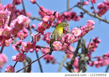 A white-eye on a red plum blossom in full bloom (spring image) (heartwarming image) 122599958