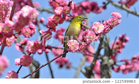 盛開的紅梅和白眼(春天的形象)(溫馨的形象) 盛開的紅梅和白眼(春天的形象)(溫馨的形象) 122599963