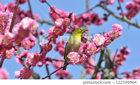盛開的紅梅和白眼(春天的形象)(溫馨的形象) 盛開的紅梅和白眼(春天的形象)(溫馨的形象) 122599964
