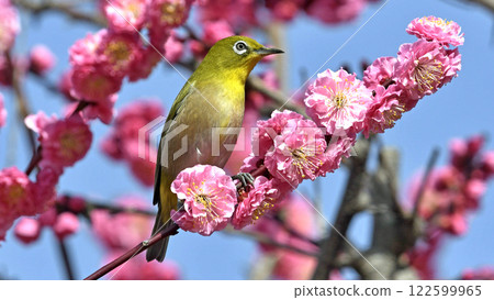 盛開的紅梅和白眼(春天的形象)(溫馨的形象) 盛開的紅梅和白眼(春天的形象)(溫馨的形象) 122599965