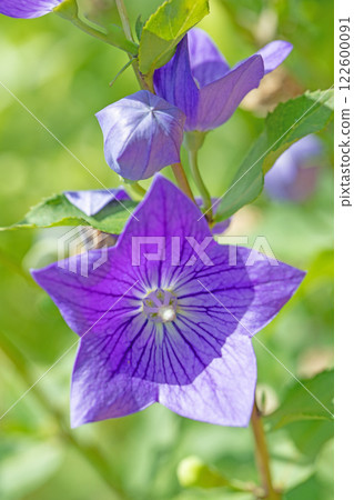 Flowers around the house, various in all four seasons. Small white and purple flowers shine beautifully in the shade of the trees in the garden. Flowers around the house, various in all four seasons. Small white and purple flowers shine beautifully in the shade of the trees in the garden. 122600091