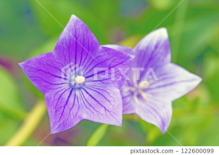 Flowers around the house, various in all four seasons. Small white and purple flowers shine beautifully in the shade of the trees in the garden. Flowers around the house, various in all four seasons. Small white and purple flowers shine beautifully in the shade of the trees in the garden. 122600099