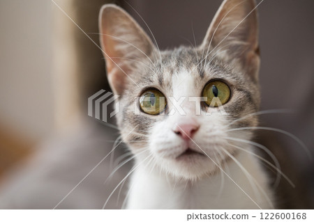 Small young tabby cat, indoor portrait 122600168