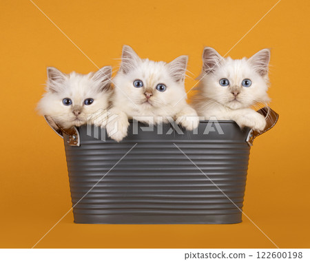 Birman kittens in bucket on orange background Birman kittens in bucket on orange background 122600198