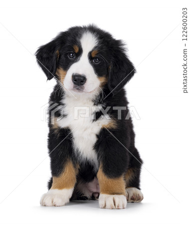 Bernese Mountaindog puppy on white Bernese Mountaindog puppy on white 122600203