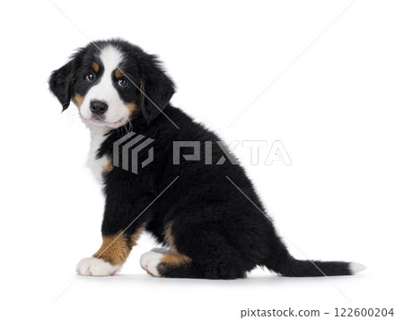 Bernese Mountaindog puppy on white Bernese Mountaindog puppy on white 122600204