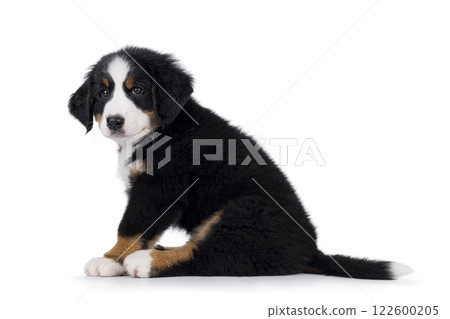 Bernese Mountaindog puppy on white 122600205