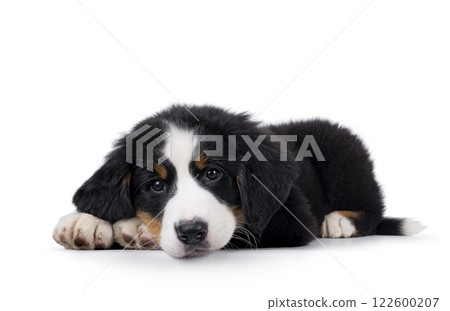 Bernese Mountaindog puppy on white 122600207