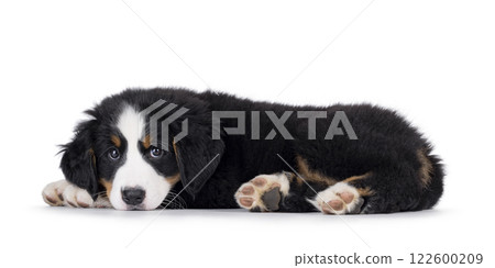 Bernese Mountaindog puppy on white 122600209