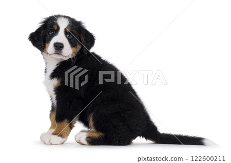 Bernese Mountaindog puppy on white Bernese Mountaindog puppy on white 122600211