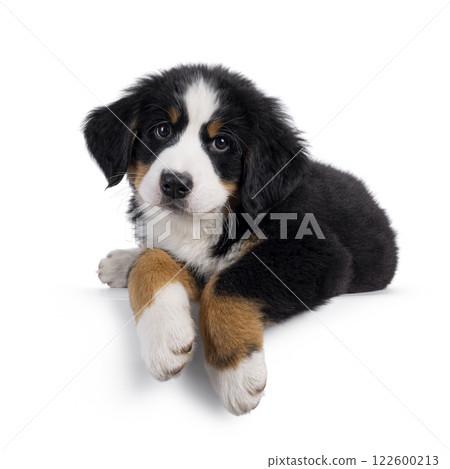 Bernese Mountaindog puppy on white Bernese Mountaindog puppy on white 122600213