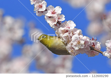 White-eye on white plum blossoms in full bloom (spring image) (dynamic image) White-eye on white plum blossoms in full bloom (spring image) (dynamic image) 122600290
