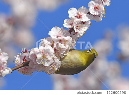 White-eye on white plum blossoms in full bloom (spring image) (dynamic image) 122600298