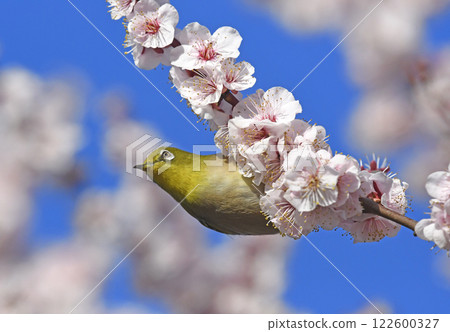 盛開的繡眼鳥(春天圖)(動態圖) 盛開的繡眼鳥(春天圖)(動態圖) 122600327