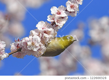 盛開的繡眼鳥(春天圖)(動態圖) 盛開的繡眼鳥(春天圖)(動態圖) 122600328