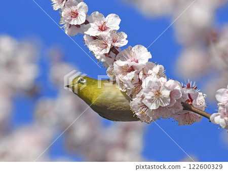 White-eye on white plum blossoms in full bloom (spring image) (dynamic image) 122600329
