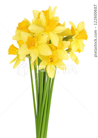 Daffodil flower or narcissus isolated on white background with full depth of field 122600687