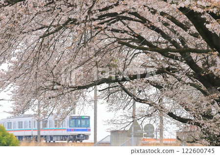 上毛電鐵“從櫻花樹的縫隙中看到新列車” 上毛電鐵“從櫻花樹的縫隙中看到新列車” 122600745