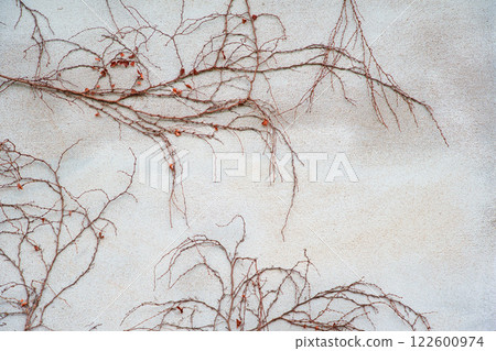 Old white wall and withered ivy 122600974