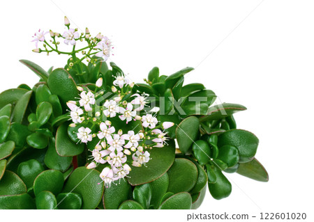 Money Tree Flower (Kagetsu) Money Tree Flower (Kagetsu) 122601020