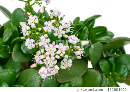 Money Tree Flower (Kagetsu) 122601021