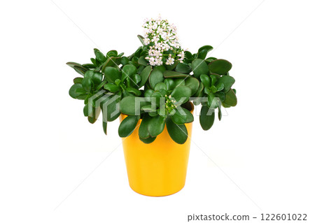Money Tree Flower (Kagetsu) 122601022