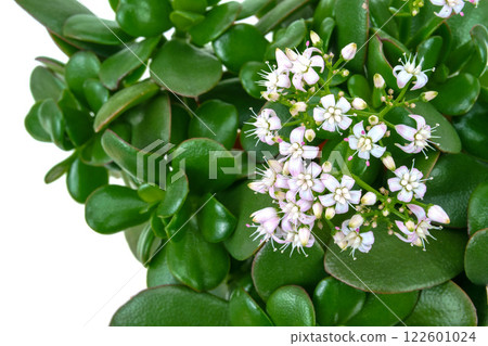 Money Tree Flower (Kagetsu) 122601024
