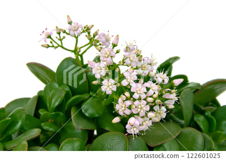 Money Tree Flower (Kagetsu) 122601025