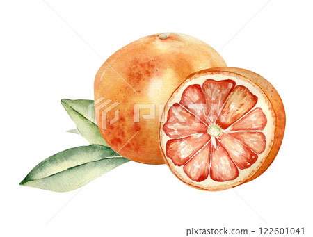 Red ripe grapefruits on leaves watercolor illustration isolated. Whole and half citrus paradisi fruits and leafy stem hand drawn sketch. Juicy Red orange in botanical style painted. Citrus fruits art. Red ripe grapefruits on leaves watercolor illustration isolated. Whole and half citrus paradisi fruits and leafy stem hand drawn sketch. Juicy Red orange in botanical style painted. Citrus fruits art. 122601041