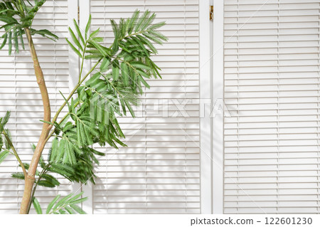 Sunshine, houseplants, blinds Sunshine, houseplants, blinds 122601230