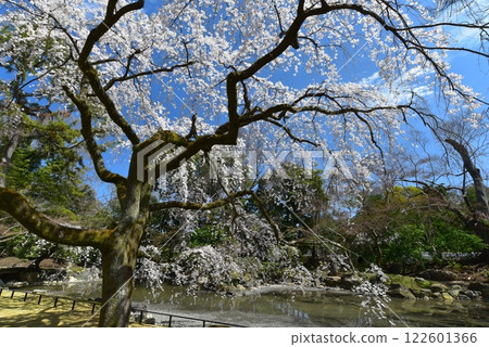 Kyoto Imperial Palace: Cherry blossoms at the Konoe Residence in full bloom against the blue sky 122601366