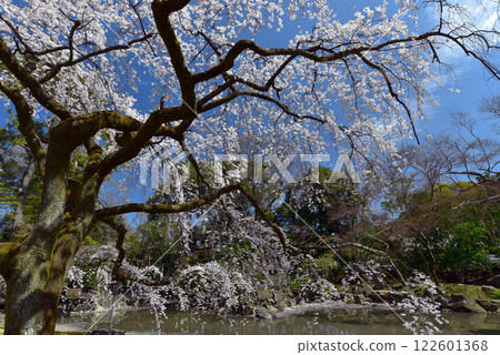 Kyoto Imperial Palace: Cherry blossoms at the Konoe Residence in full bloom against the blue sky Kyoto Imperial Palace: Cherry blossoms at the Konoe Residence in full bloom against the blue sky 122601368