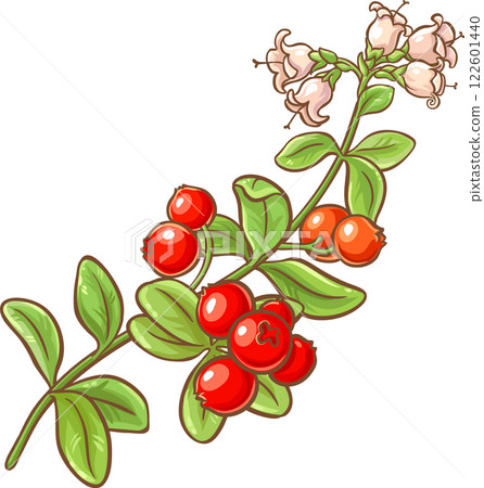 Cranberry Branch with Flowers, Berries and Leaves Colored Detailed Illustration. Organic natural nutritional healthy food ingredient, vegetarian diet product. 122601440