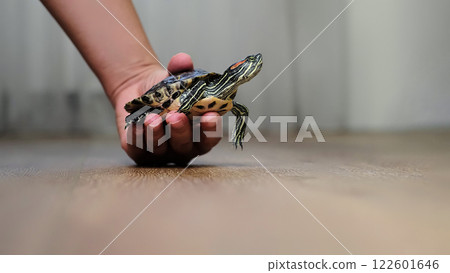 A turtle sits calmly in a person's hand, captured indoors on a wooden floor. The photo represents themes of calmness, tranquility, and the appreciation of exotic pets in a home environment. A turtle sits calmly in a person's hand, captured indoors on a wooden floor. The photo represents themes of calmness, tranquility, and the appreciation of exotic pets in a home environment. 122601646