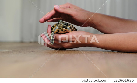 A turtle is being gently held in a hand, resting on a smooth wooden floor. This image reflects the peaceful interaction between humans and wildlife, focusing on pet care and compassion. A turtle is being gently held in a hand, resting on a smooth wooden floor. This image reflects the peaceful interaction between humans and wildlife, focusing on pet care and compassion. 122601650