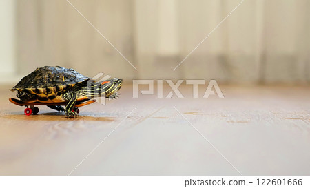 close-up shot of a turtle placed on a skateboard, rolling across a smooth wooden surface. The unusual combination creates a whimsical and imaginative moment indoors. close-up shot of a turtle placed on a skateboard, rolling across a smooth wooden surface. The unusual combination creates a whimsical and imaginative moment indoors. 122601666